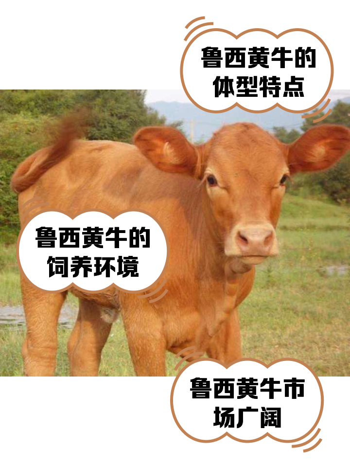 张家口最新医保取现黄牛方法分析(最方便真实的张家口医保取现黄牛怎么取方法)